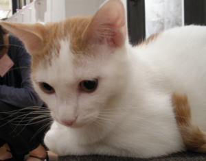 猫カフェ合コンの様子2